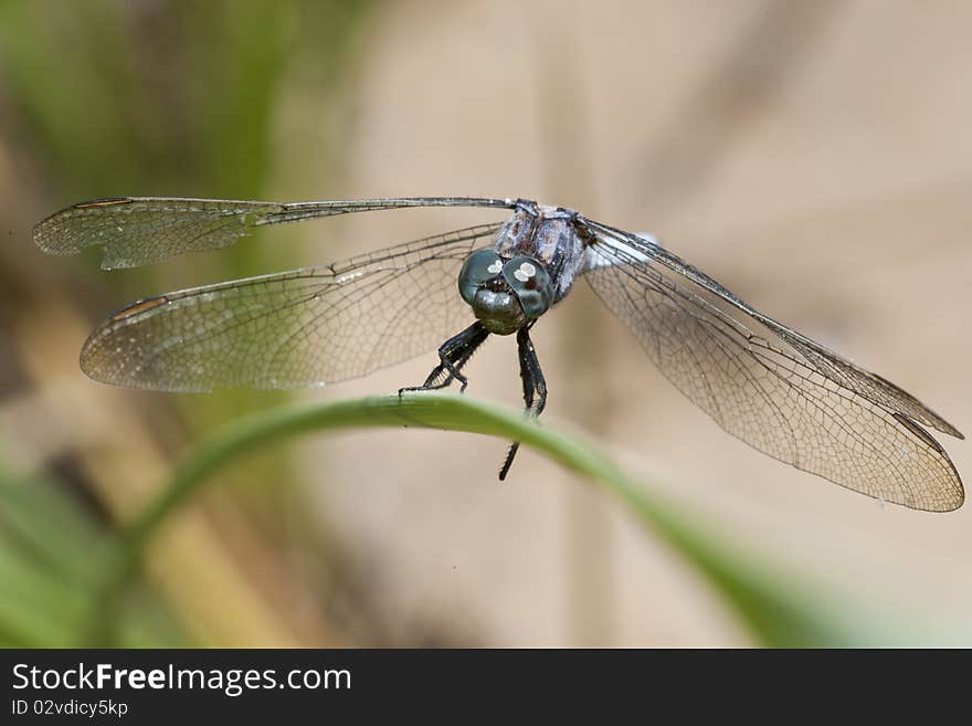 Close up view of a keeled skimmer dragonfly sitting on a leaf.