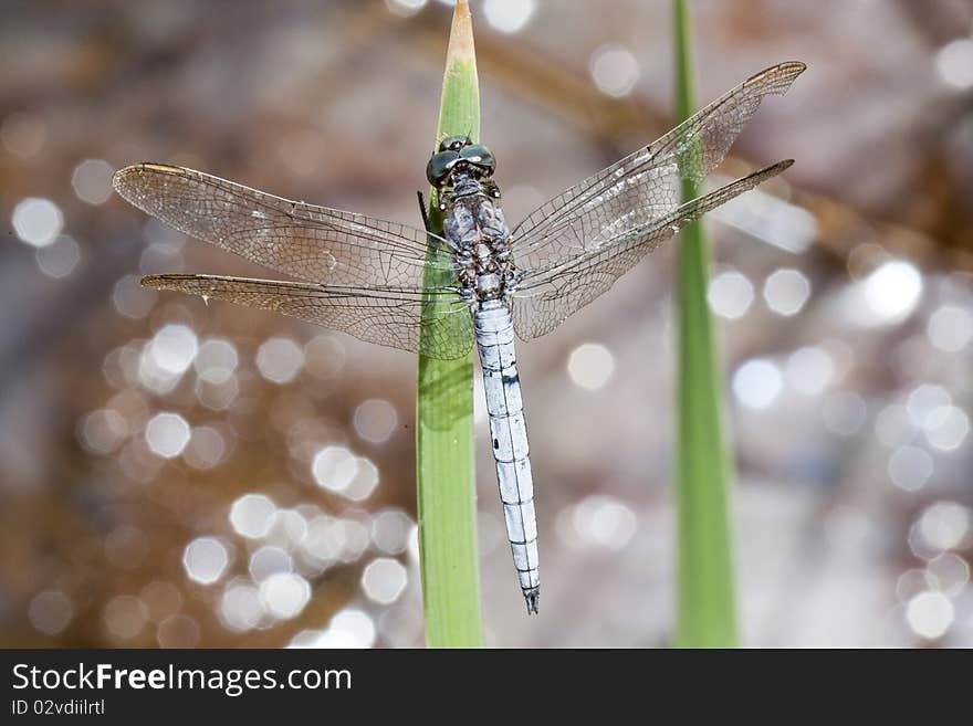 Keeled skimmer dragonfly