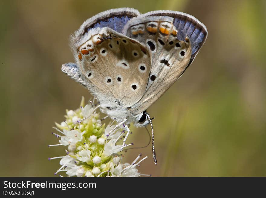 Close up view of a common blue butterfly picking up nectar from a flower.