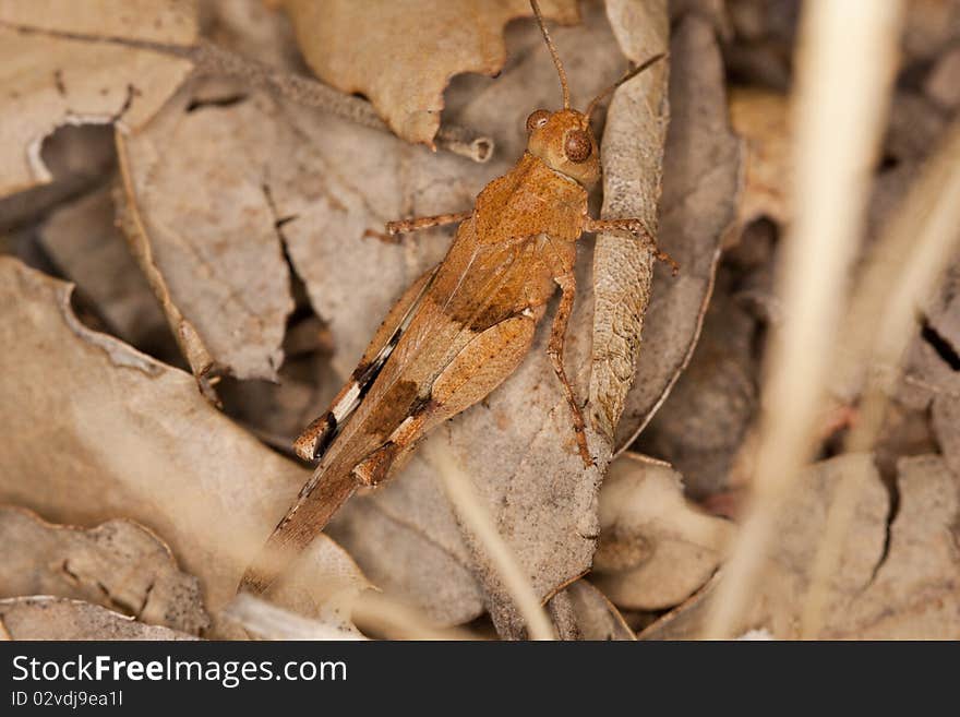 Close up view of a blue-winged grasshopper on a bunch of leafs.