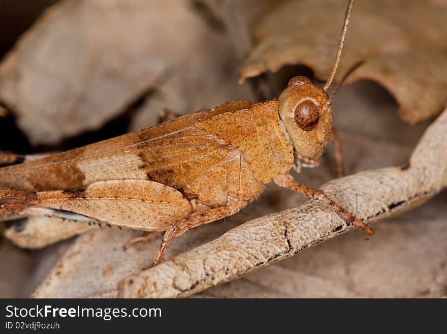 Close up view of a blue-winged grasshopper on a bunch of leafs.