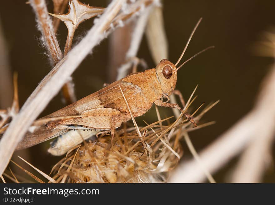 Close up view of a blue-winged grasshopper on a dry plant.