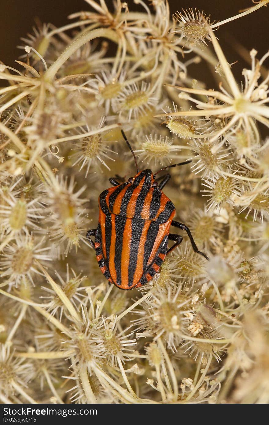 Close up view of a striped red and black shield bug on a dry plant. Close up view of a striped red and black shield bug on a dry plant.