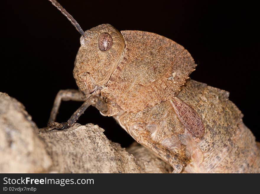 Close up view of a toad grasshopper on a piece of wood.