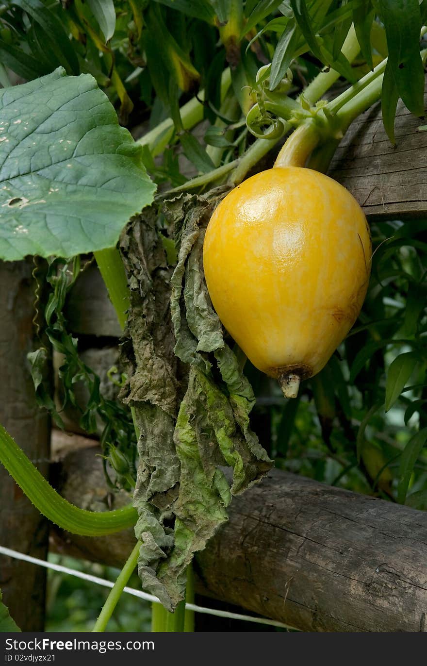 Small yellow pumpkin on the fence