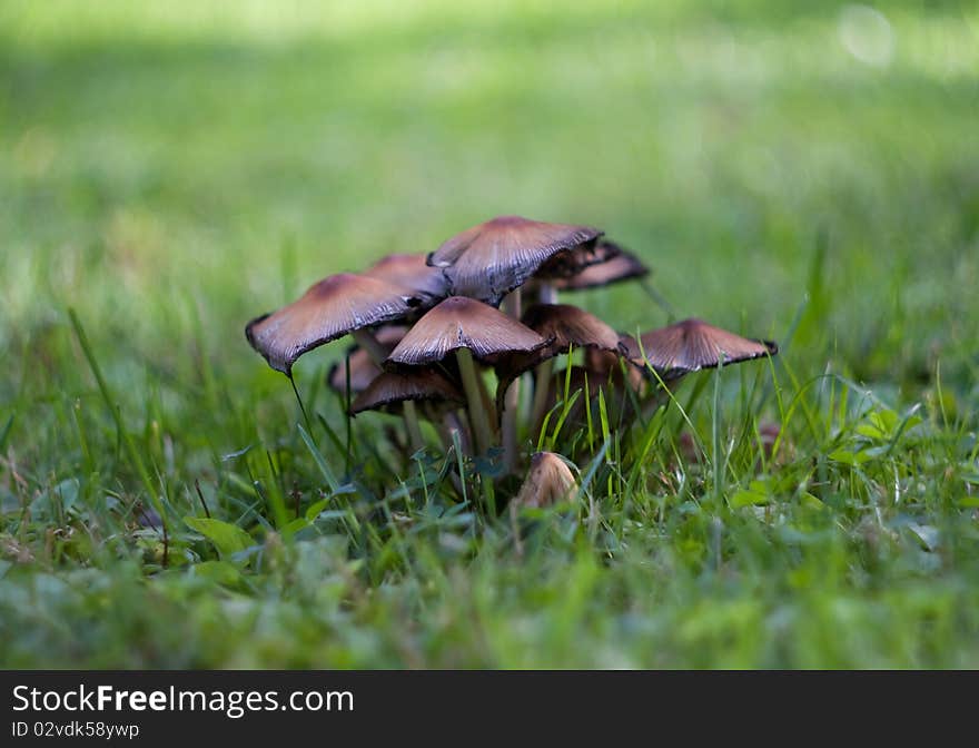 Mushrooms