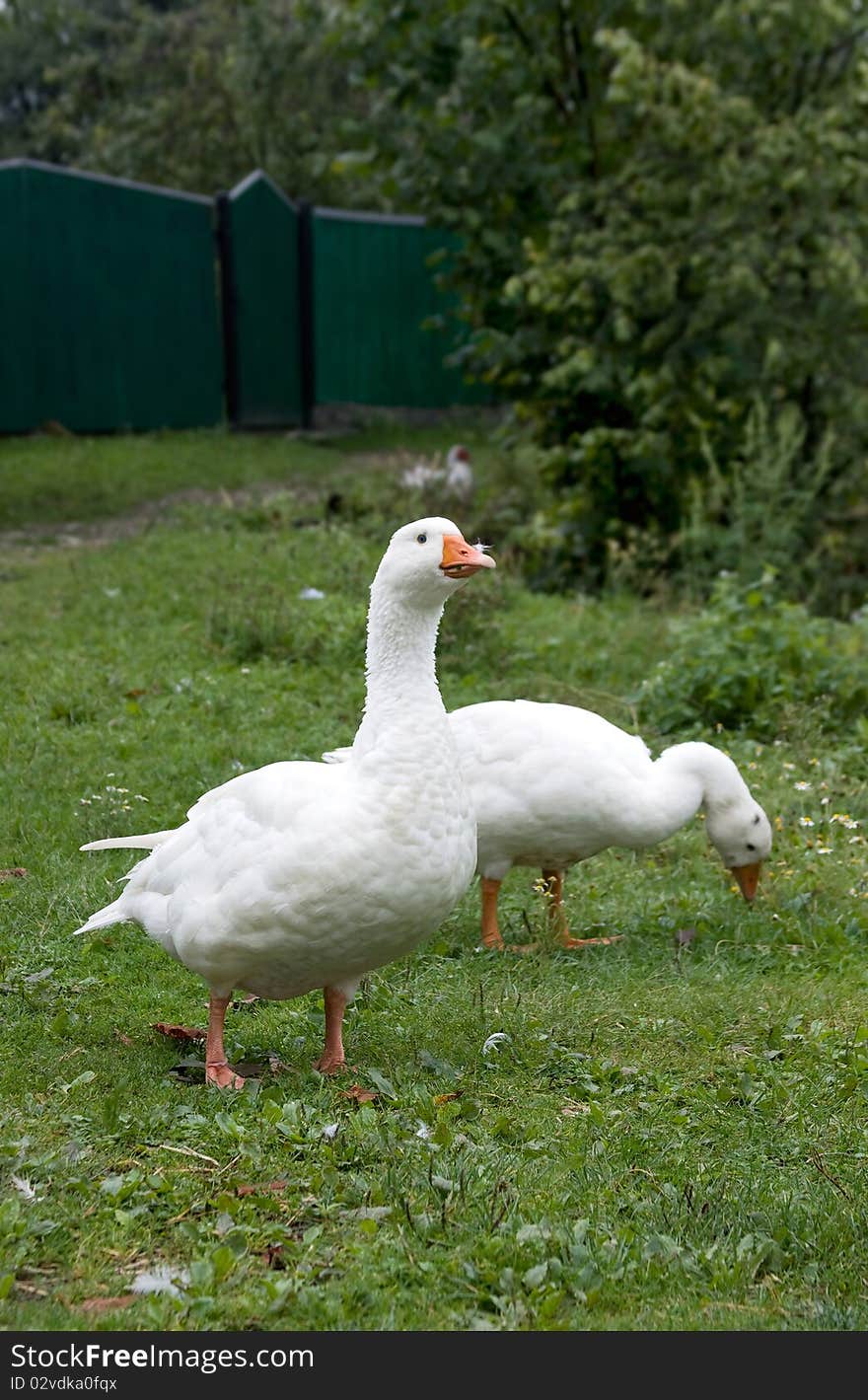 Two Geese