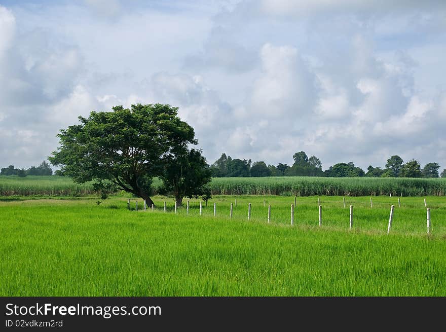 Rice field in Thailand