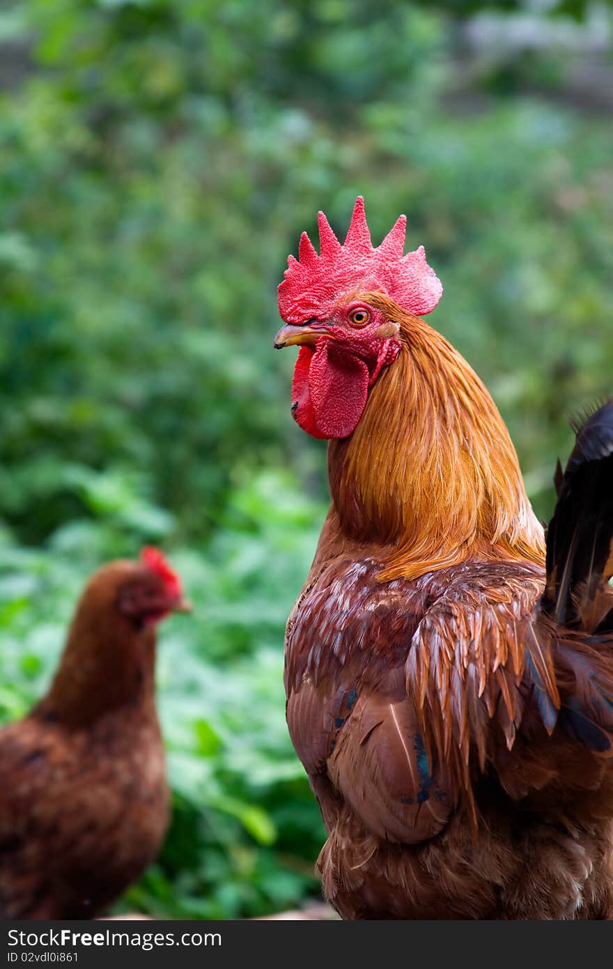 Free range cock on the green leaves backgrond