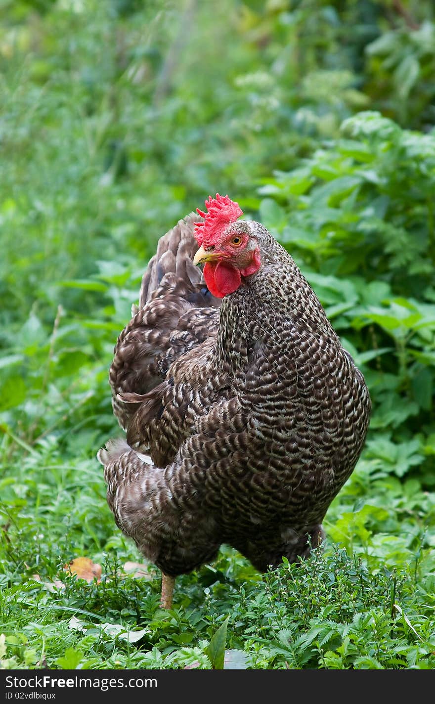 Free range chicken on the green grass. Free range chicken on the green grass