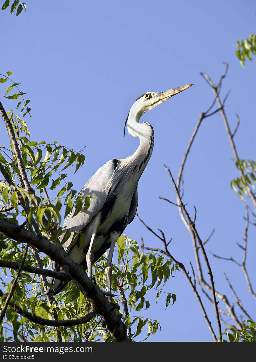 Grey african heron in tree