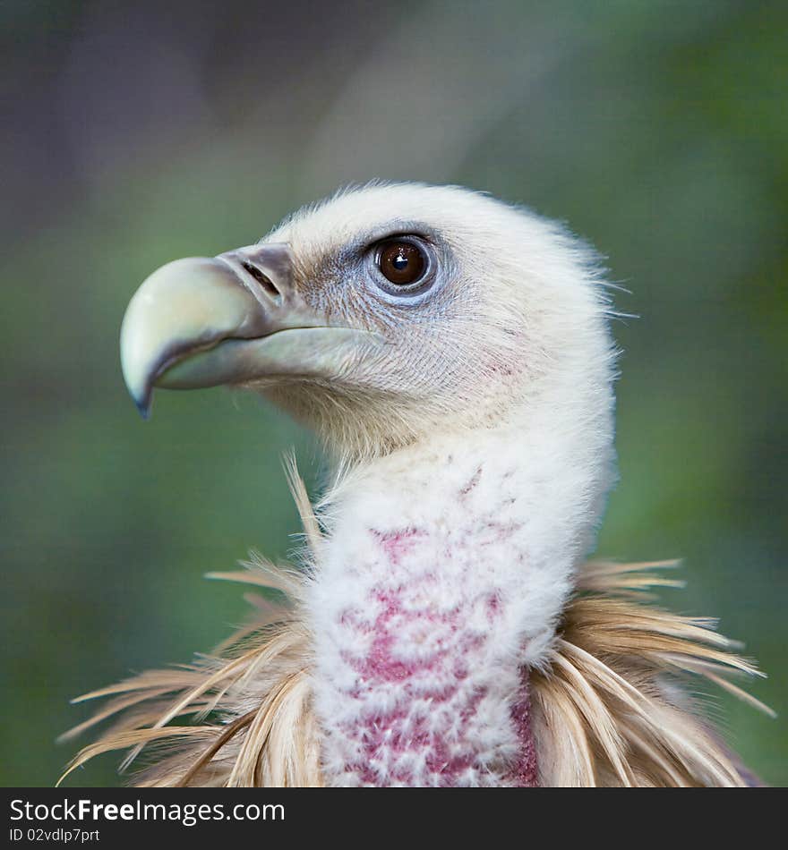 The head of vulture with eye staring front.