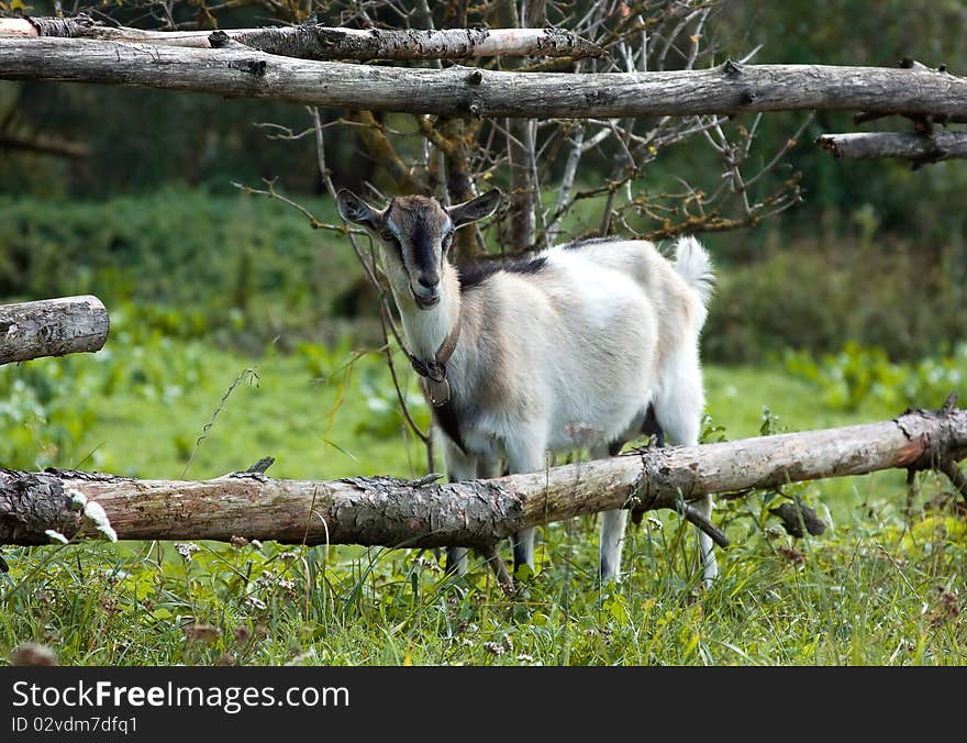 Young goat on the pasture