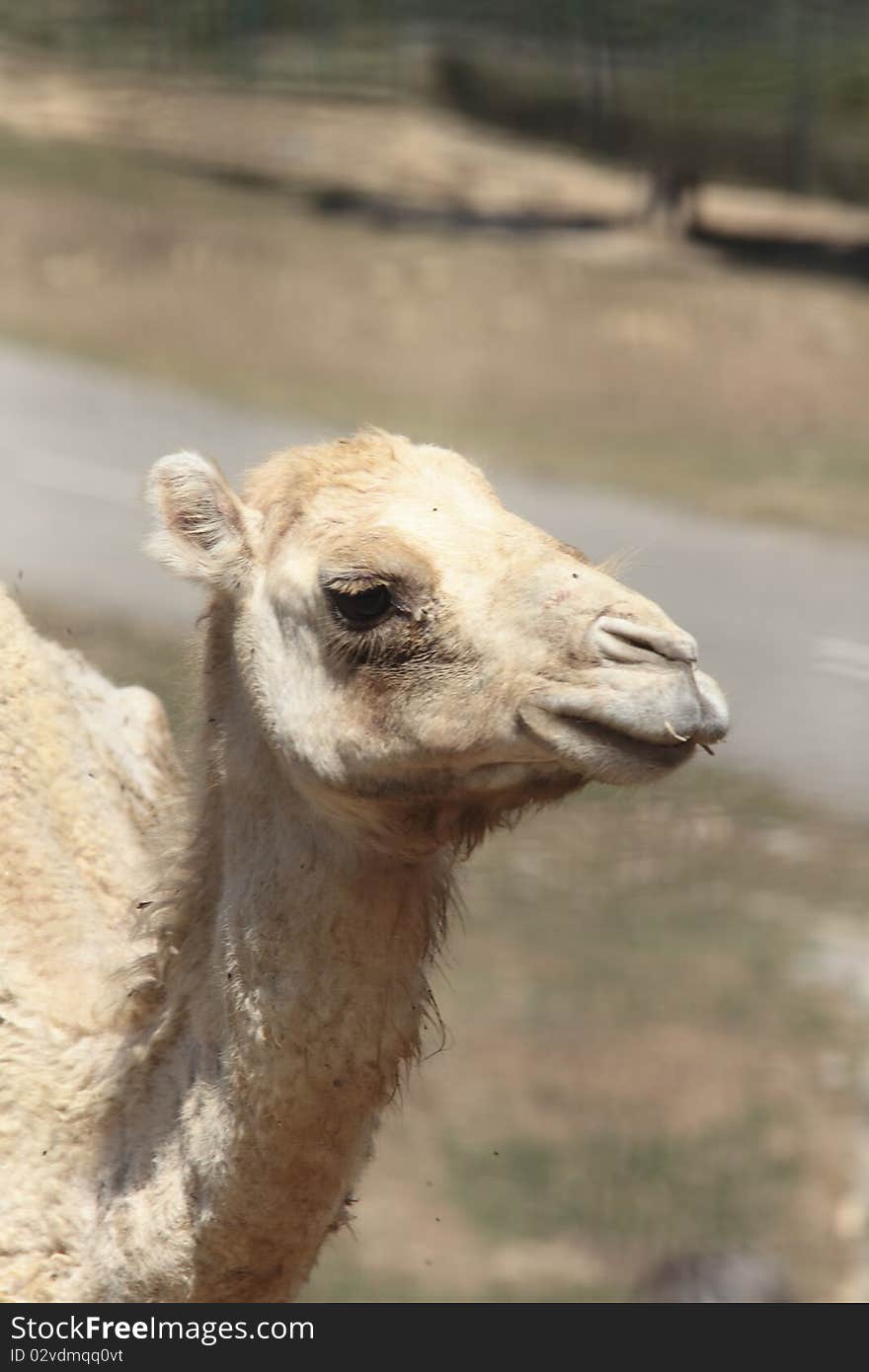 Portrait of the face of a camel