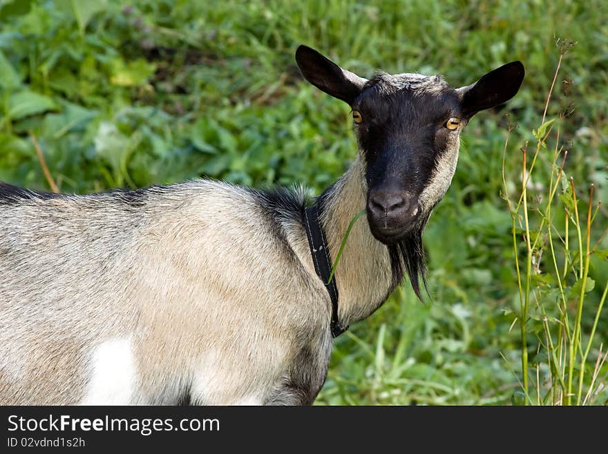 Goat on the pasture, green grass