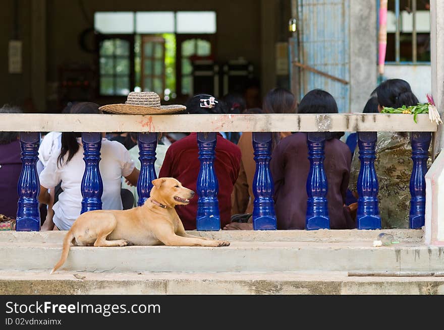 Dog at Buddhist temple in Thailand