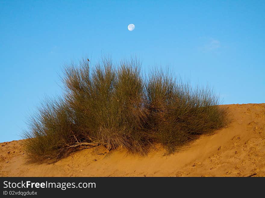 Morning in the desert near Dubai, UAE. Almost full moon still showing in the blue sky over the sand and bushes. Morning in the desert near Dubai, UAE. Almost full moon still showing in the blue sky over the sand and bushes.