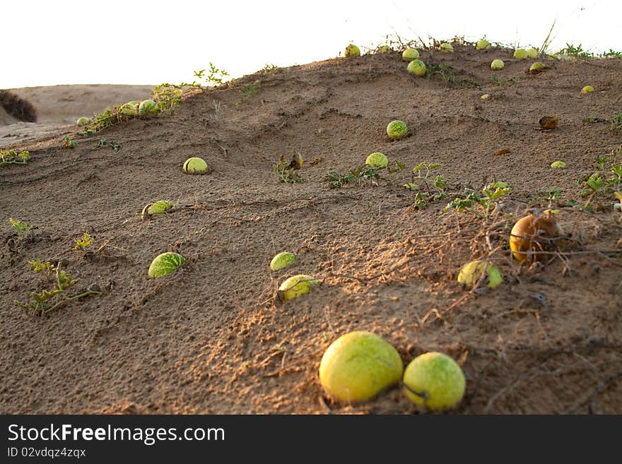 These melons are found growing in the desert near Dubai and Al Ain, United Arab Emirates. These melons are found growing in the desert near Dubai and Al Ain, United Arab Emirates.