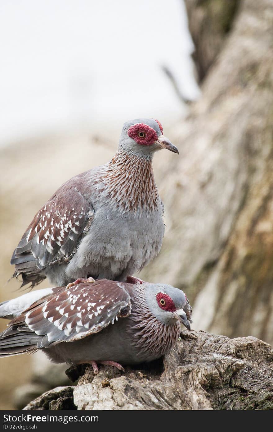 Speckled Pigeon