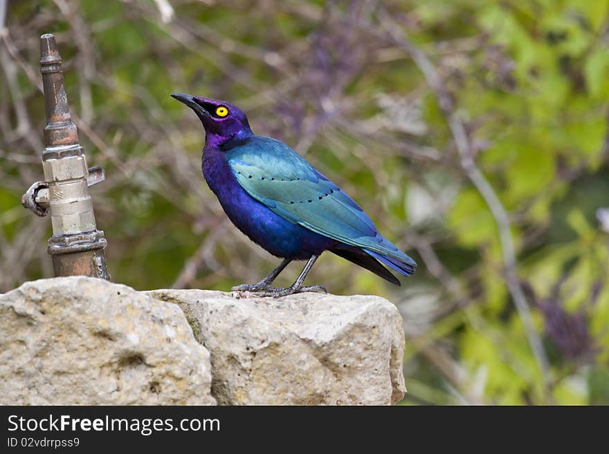 View of a beautiful Purple Glossy-starling bird next to a drinking fountain.