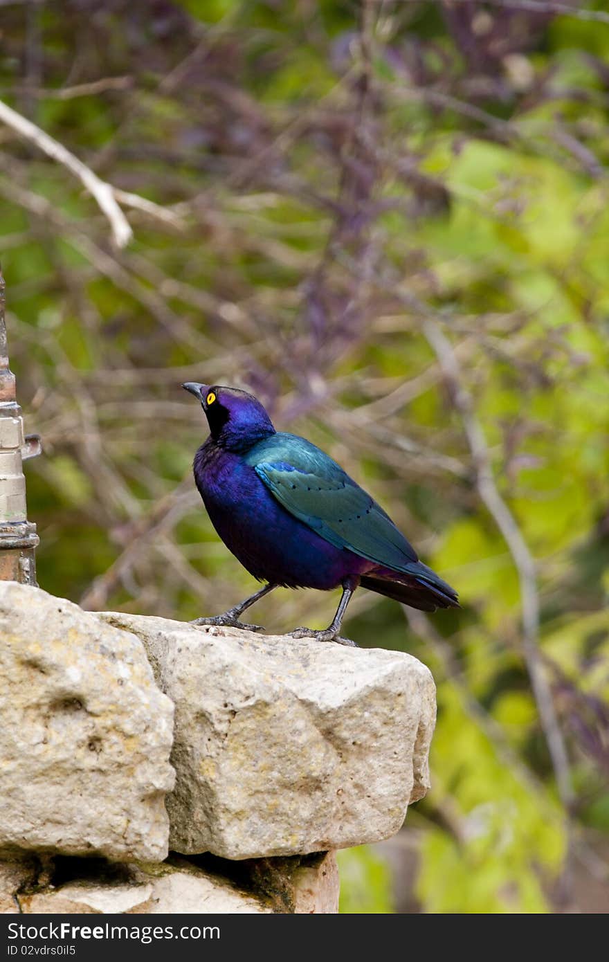 View of a beautiful Purple Glossy-starling bird next to a drinking fountain.