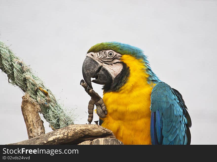 Close view of a beautiful blue-and-yellow macaw checking its paw.