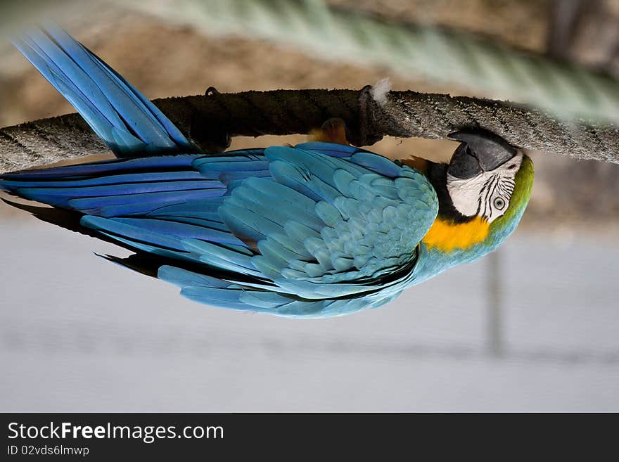 Close view of a beautiful blue-and-yellow macaw hanging on a cord.