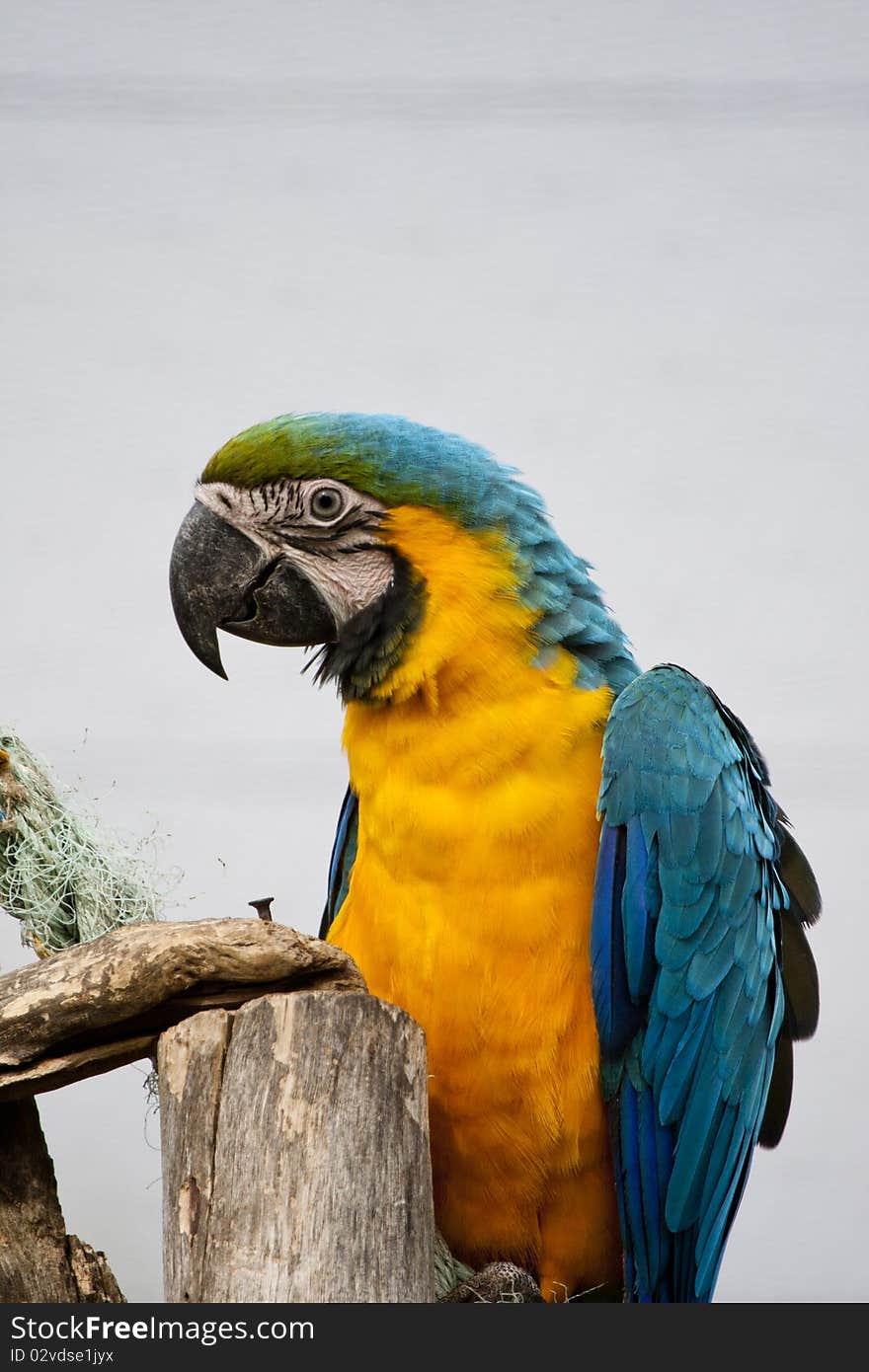 Close view of a beautiful blue-and-yellow macaw in captivity.