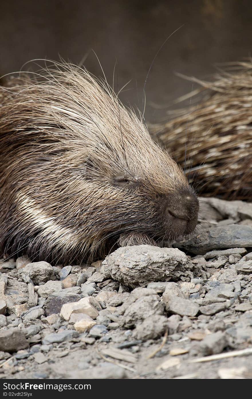 Cape Porcupine