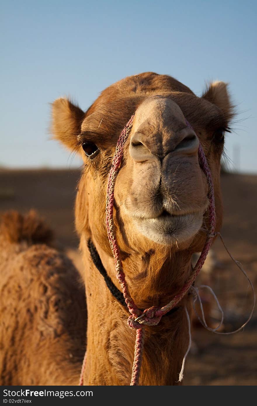 Camel Close Up