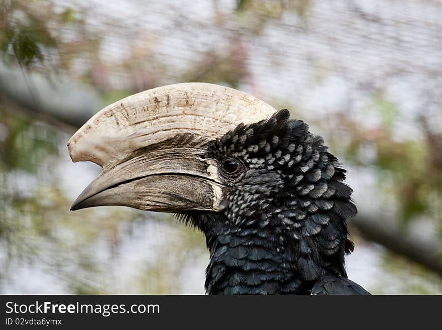 Trumpeter Hornbill