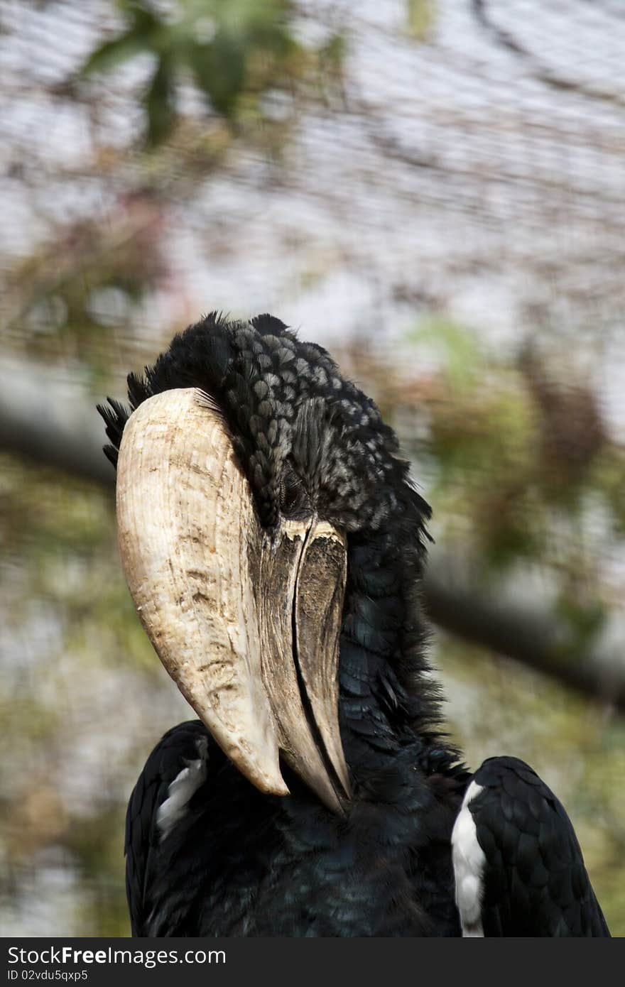 Trumpeter Hornbill