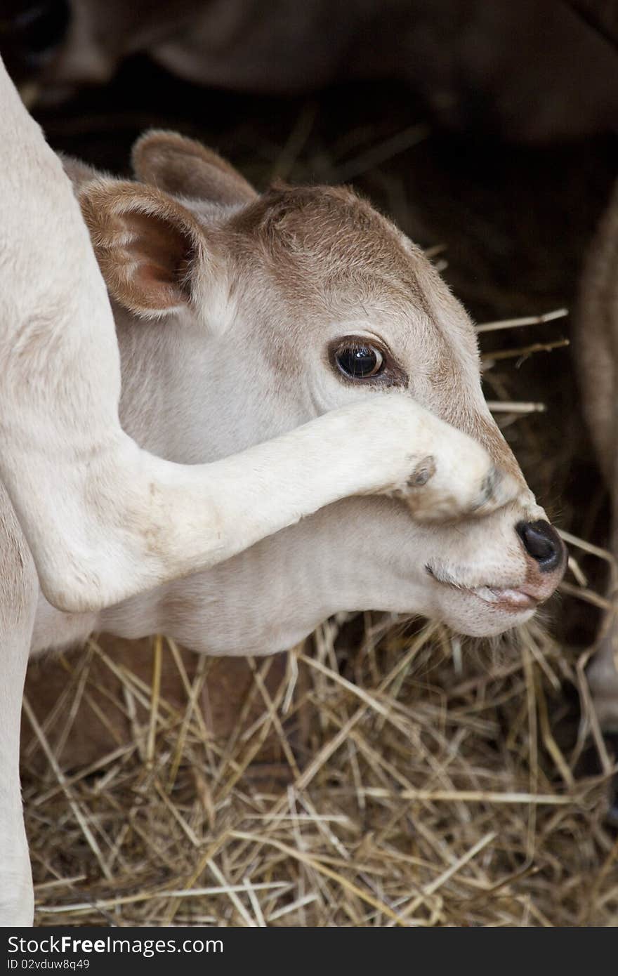 Young Cattle