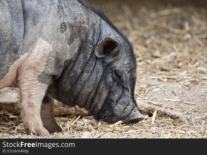 Close view of a very fat black pig eating some dry vegetation.