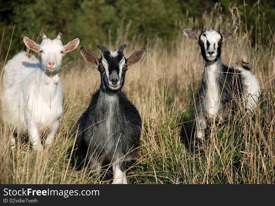 Goats on the meadow