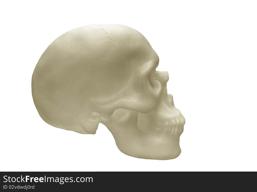 Human skull