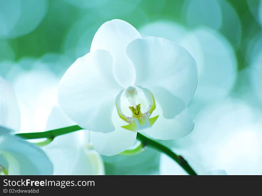 White orchid isolated on green background