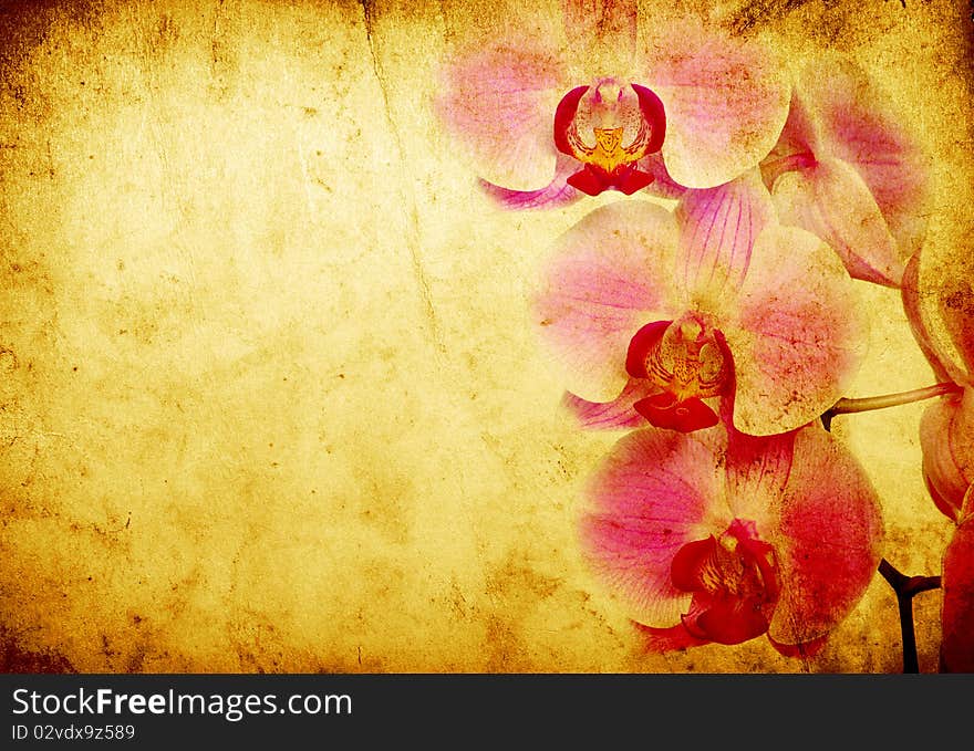 Pink orchid isolated on a grunge background