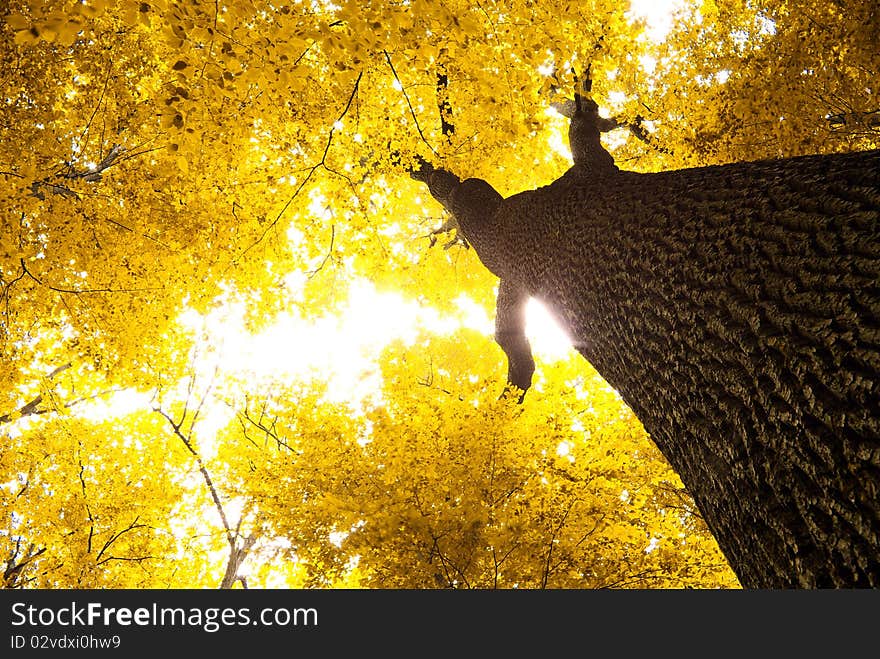 Autumn leaves background in sunny day