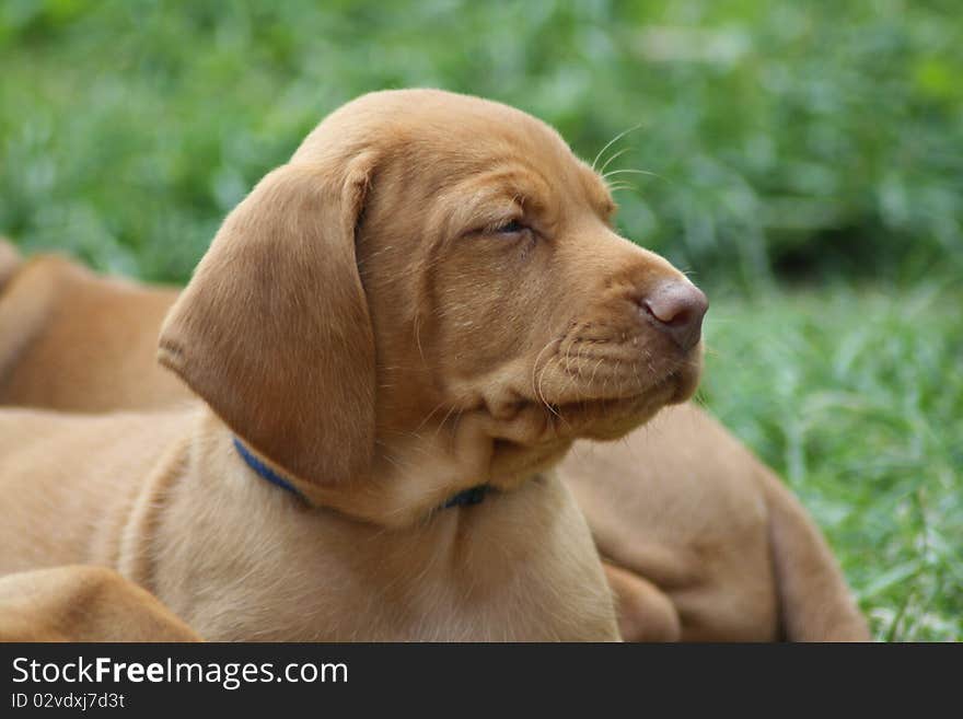 Magyar Vizsla puppy in the garden