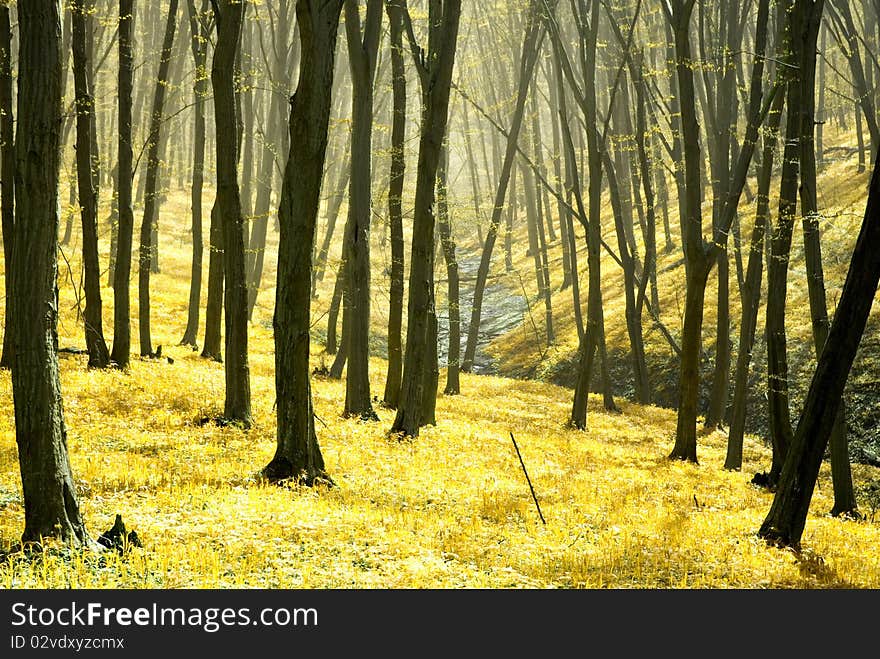 A breathtaking view as the sun shines through the forest on a misty day