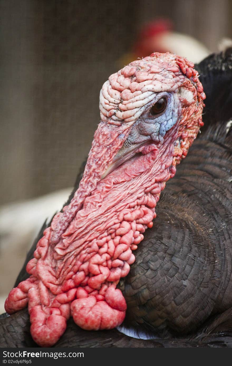 Close up view of the head of turkey. Close up view of the head of turkey.