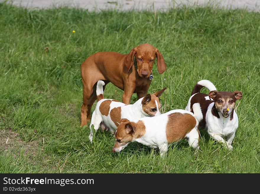 Magyar Vizsla Puppy With Jackies