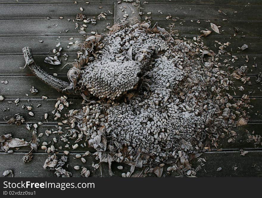 Frozen dead sunflower