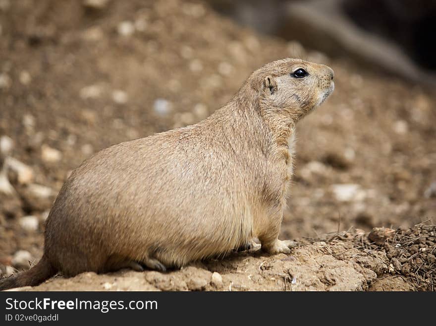 Prairie Dog