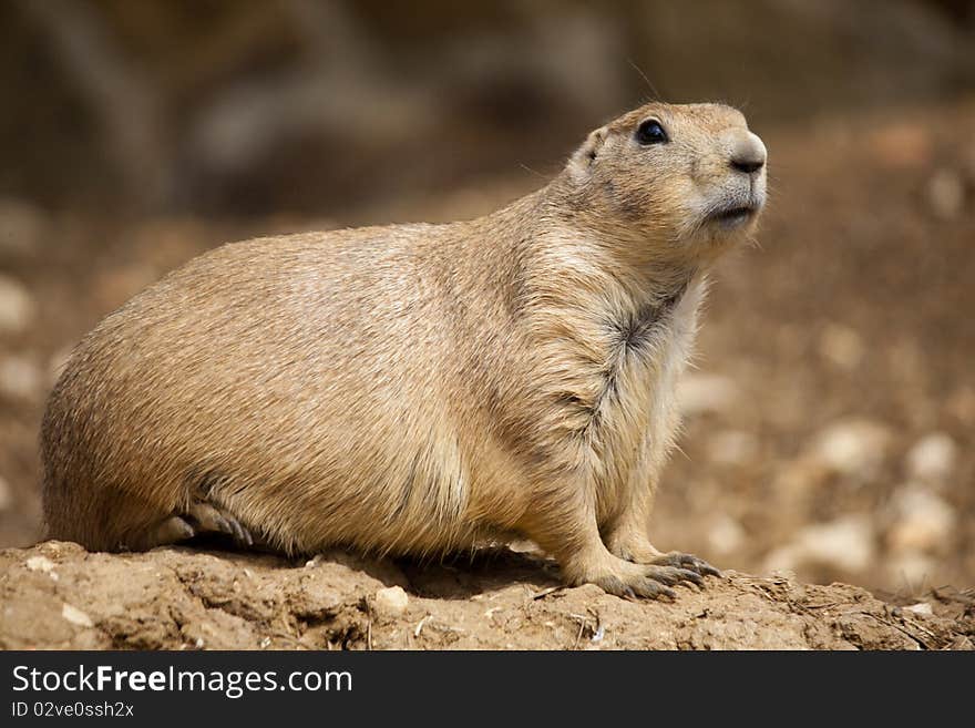 Prairie Dog