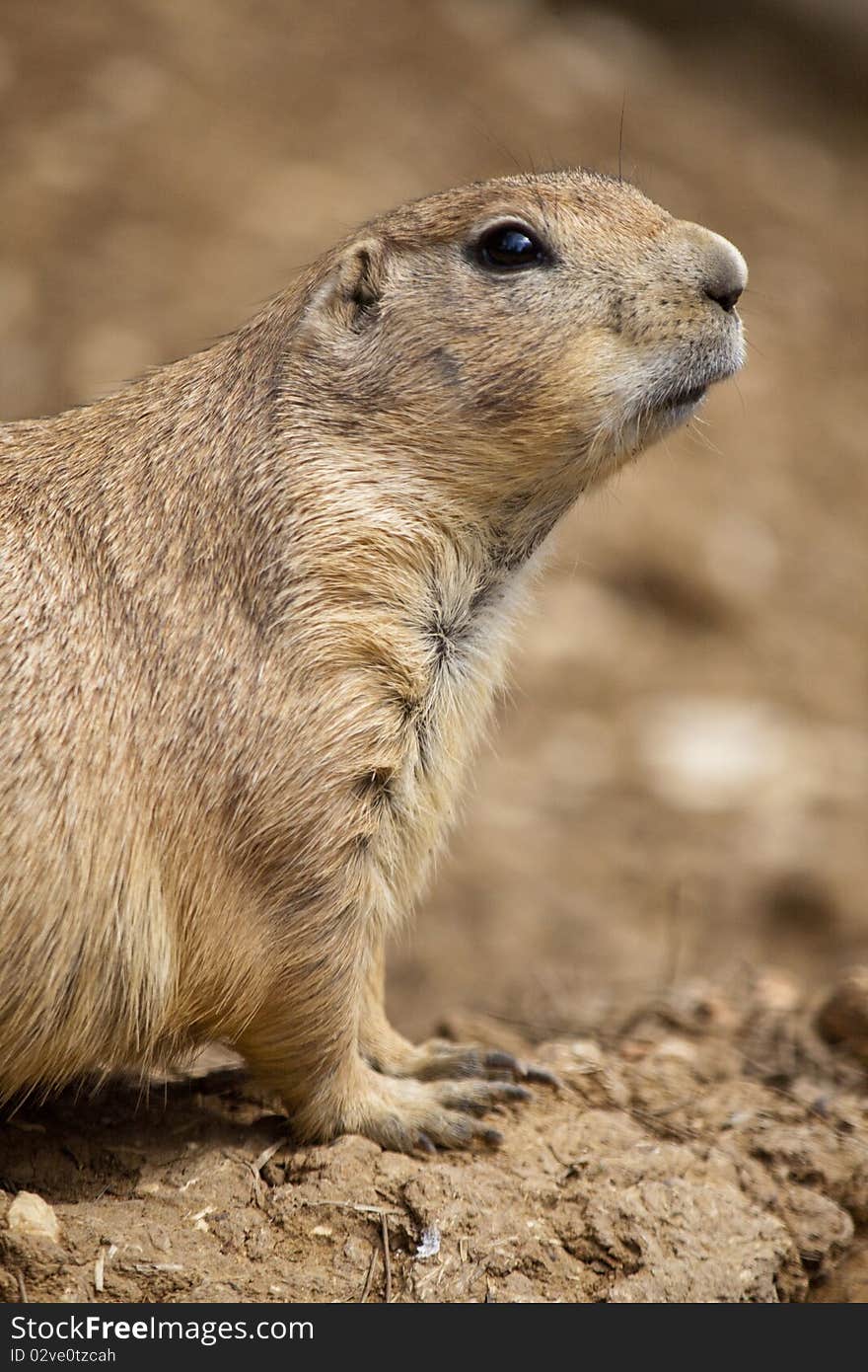 Prairie Dog