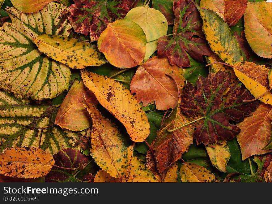 Nice background texture with very colorful leafs