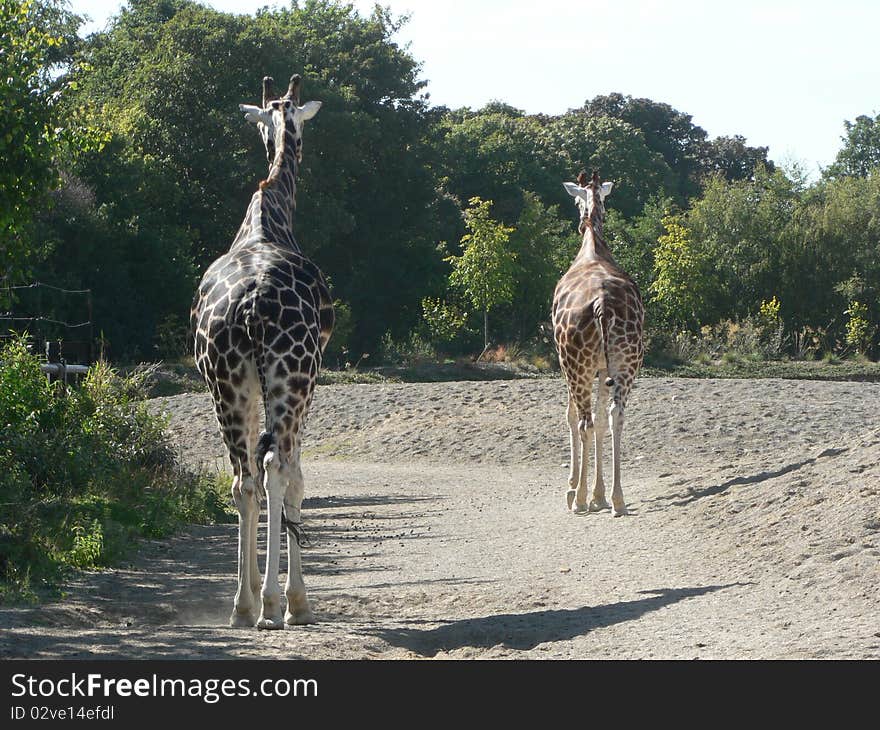 A view of one of the world tallest animals - the elegant giraffe. A view of one of the world tallest animals - the elegant giraffe