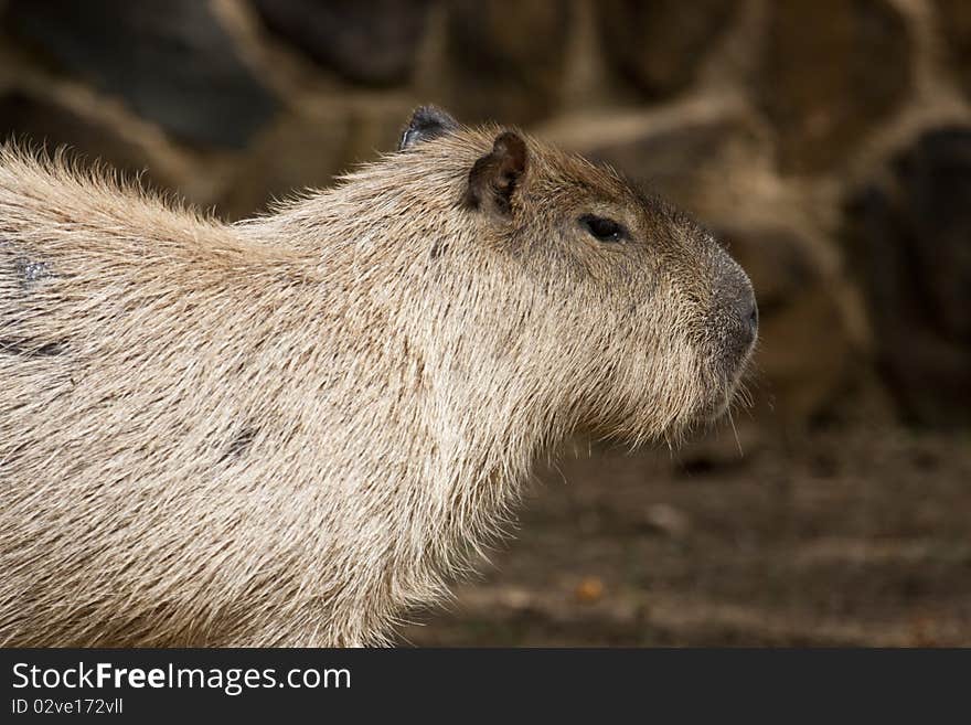 Capybara rodent